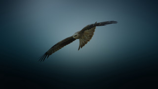 Bird flying dark sky white - a white tail free wallpaper