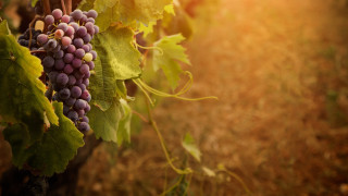 Grapes vineyard autumn sunset blurry 2 - sunset free wallpaper