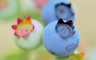 Blueberry plant ecological art macro - stem free wallpaper