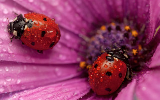 Ladybugs purple flower water droplets - a purple flower free wallpaper