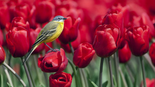 Bird tulips flower macro wildlife - red tulip free wallpaper