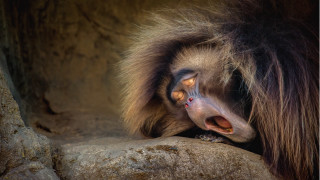 Monkey rock mouth open tongue - wide free wallpaper