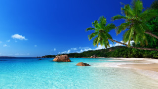 Beach rock palm trees sunny 4 - a rock in the middle of it free wallpaper