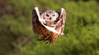 Bird flying yellow eyes wings - a flemish baroque free wallpaper