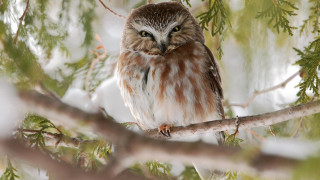 Owl brown white snow branch - owl free wallpaper