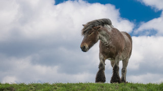 Horse longhair grassyhill clouds blue - a grassy hill free wallpaper