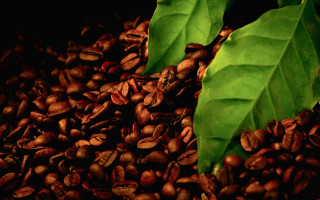 Coffee beans green leaves still 2 - a pile of coffee beans free wallpaper