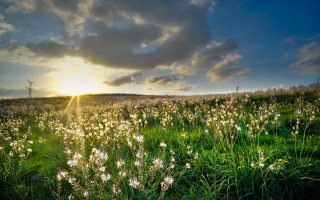 Flower field sunset clouds windmill - adobe lightroom free wallpaper
