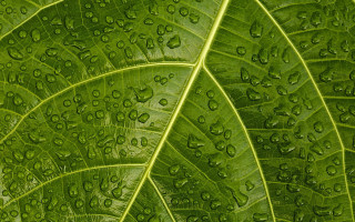 Green leaf water drops macro 48 - high detail 4k free wallpaper