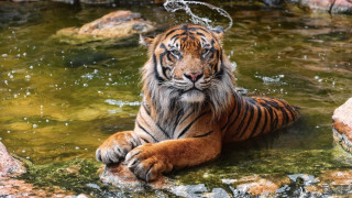 Tiger water chain mouth beach - its neck free wallpaper