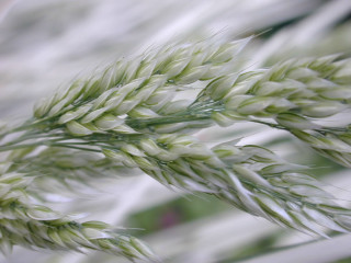Bamboo plant green leaves blurry - a close up of a plant free wallpaper
