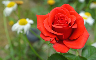 Red rose bokeh blurry flower - dirck van der lisse free wallpaper