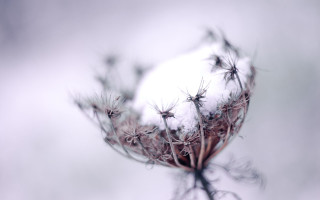 Snowy branch moon wings winter - small free wallpaper