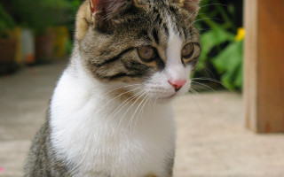 Cat distant view blurry background - something free wallpaper