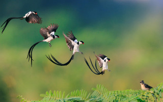 Birds flying forest blue sky - ding yunpeng free wallpaper