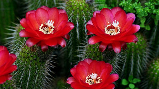 Red flower green leaf puzzle - a green plant free wallpaper