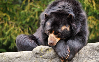 Black bear rock forest nature 2 - a black bear free wallpaper