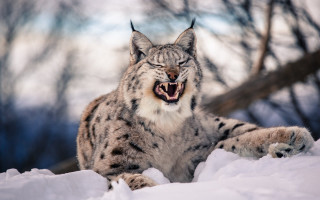 Snow leopard yawning snow sharp - tooth wide open free wallpaper