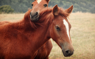 Two horses grass field tonalism - its head on free wallpaper