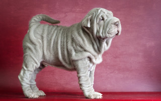 White dog red background mosaic - real free wallpaper