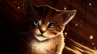 Blue eyed cat sitting brown - white spot free wallpaper