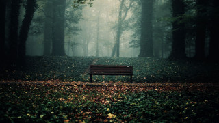 Forest bench mist light rays - the air above free wallpaper