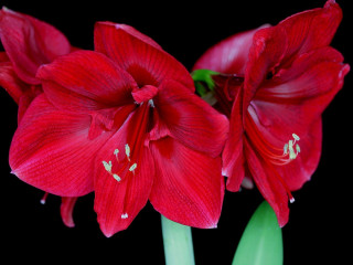 Red flowers green stems vase 2 - two red flower free wallpaper