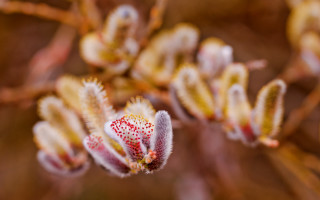 Flower macro blurry bokeh chromatic 2 - impressionism free wallpaper