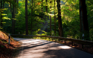 Forest road bench nature matte - both side of it free wallpaper