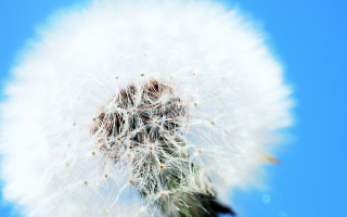 Dandelion blue sky cloud macro - a dandelion free wallpaper