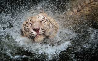 White tiger water smiling night - a white tiger free wallpaper