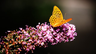 Butterfly flower black background macro - a blurry background behind free wallpaper