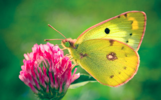 Yellow butterfly pink flower green - a yellow butterfly free wallpaper
