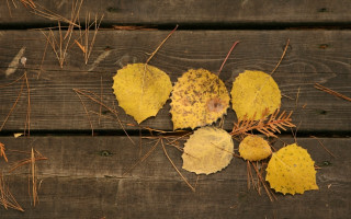 Wooden bench leaves ecological art - andy goldsworthy free wallpaper