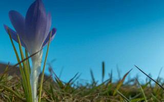 Purple flower grass blue sky - thin free wallpaper