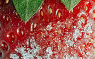 Strawberry leaves sugar macro hyperrealism - macro photography free wallpaper for desktop