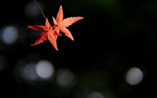 Red leaf night moon butterfly - chizuko yoshida free wallpaper