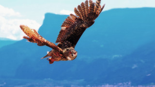 Bird mountain clouds blue sky - high detail 8 k free wallpaper