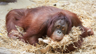 Monkey hay banana smile primitivism - alex petruk ape free wallpaper