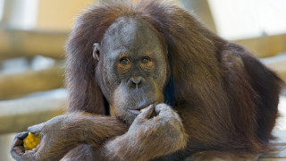 Monkey eating yellow smile photorealistic - alex petruk ape free wallpaper