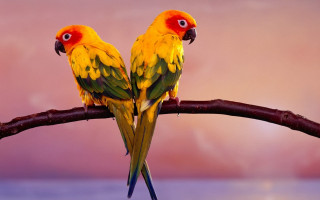 Yellow green birds puzzle romantic - a branch together free wallpaper