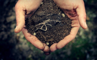 Dirt hands ecological art roots - aileen eagleton free wallpaper