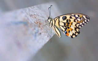 Butterfly black yellow wings wall - paint free wallpaper