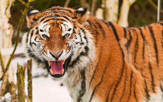Tiger open mouth snow forest 2 - a tiger free wallpaper