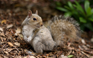 Squirrel dandelion plant naturalism blurry - a squirrel free wallpaper