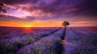 Lavender field lone tree sunset 4 - sunset free wallpaper