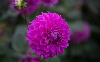 Purple flower hydrangea leaves bokeh - a purple flower free wallpaper