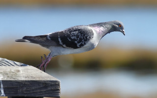 Pigeon wooden post ocean blurry - a blurry background free wallpaper