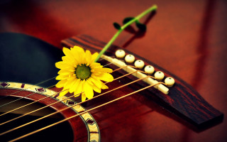 Sunflower guitar neck green stem - beautiful composition free wallpaper