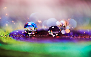 Water droplet leaf holography macro - a leaf free wallpaper